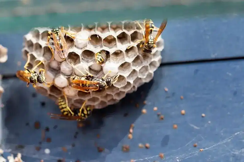 Honey bee — safe relocation and eco pest management