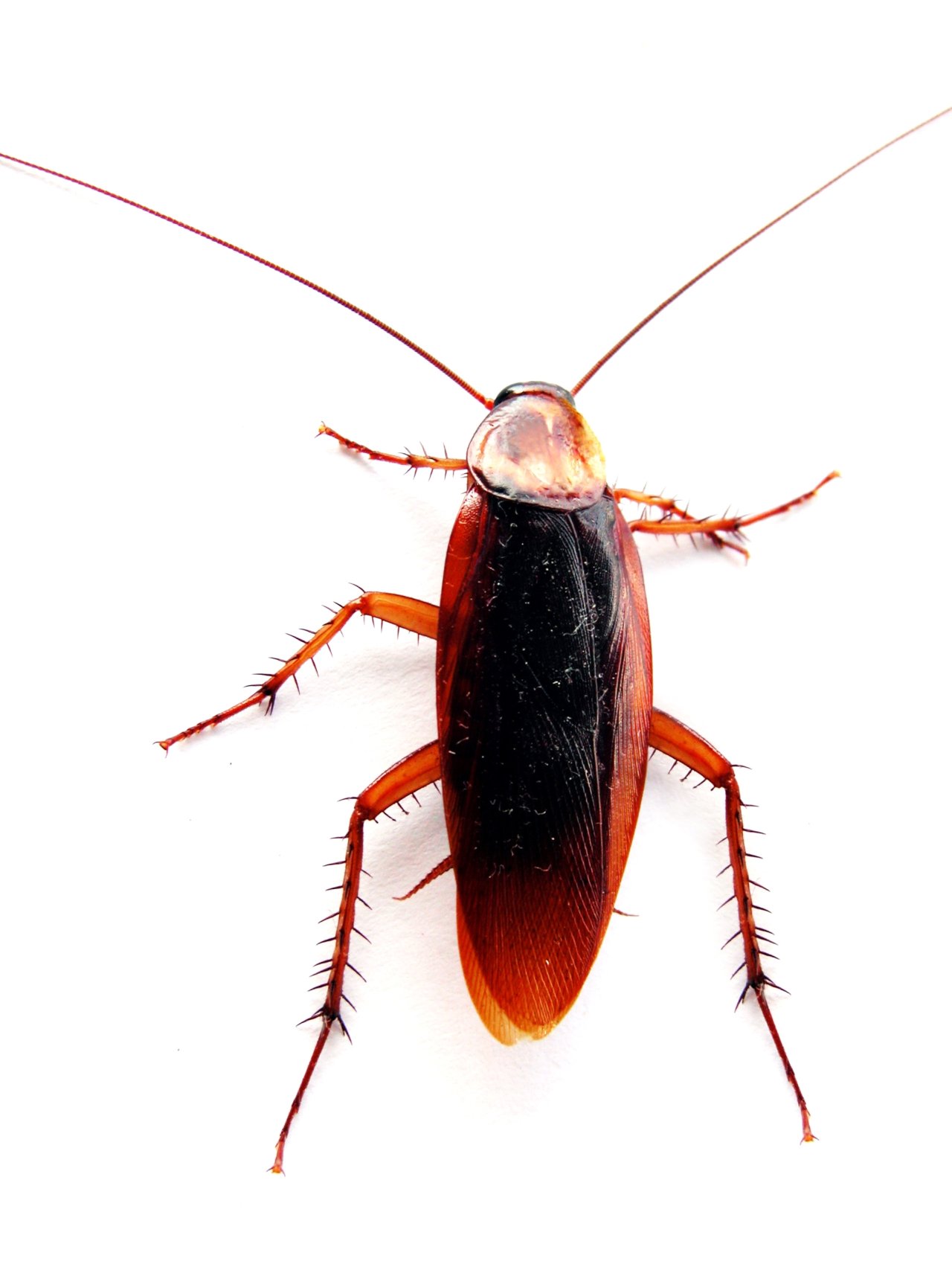 Professional cockroach control for food businesses