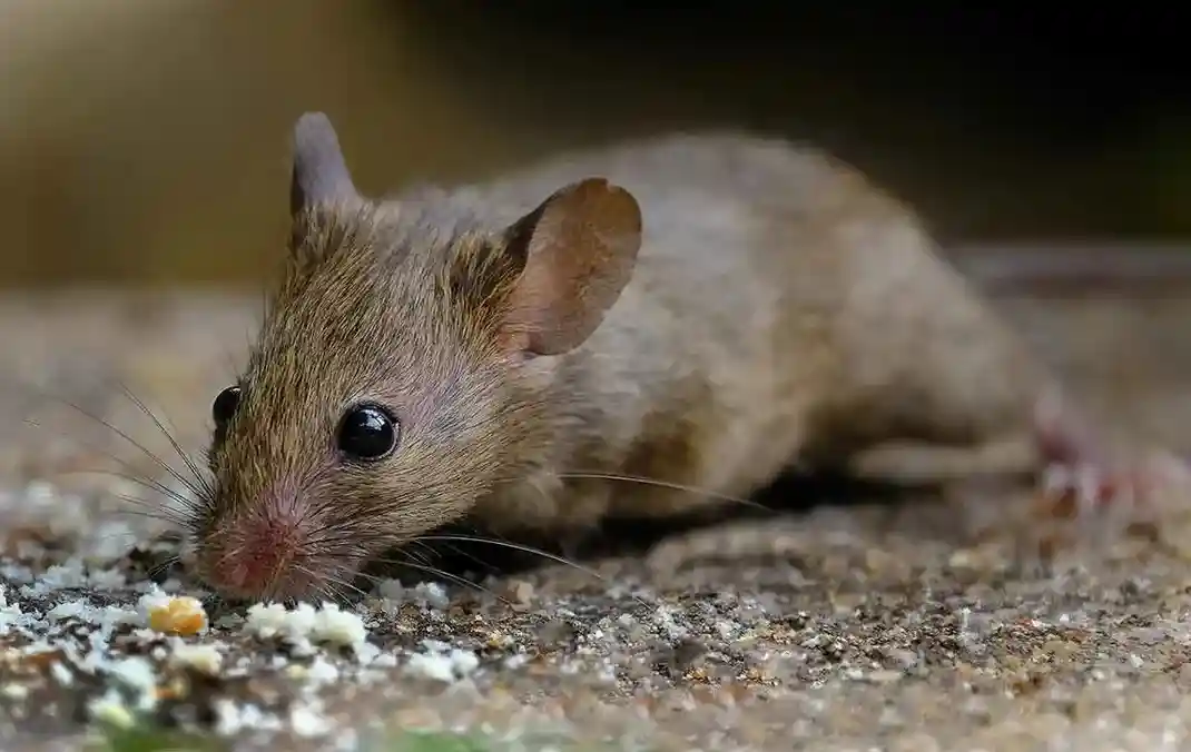 Rodent control and exclusion services